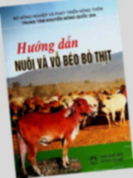 Hướng dẫn nông dân nuôi bò thịt