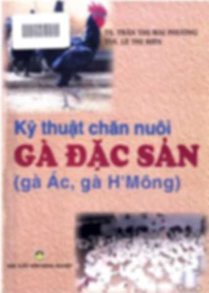 Kỹ thuật chăn nuôi gà đặc sản: Gà ác Gà H'Mông